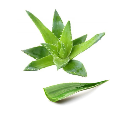 ALOEVERA LEAVES ESP 1KG